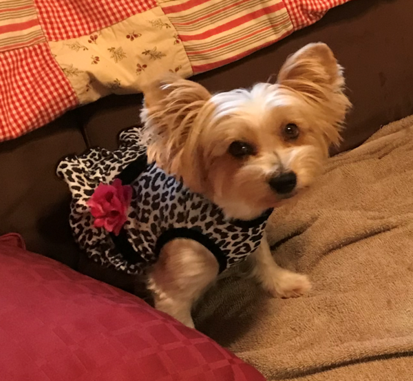 Powerful Tribute Rally Honoring Victims of Dog Attacks