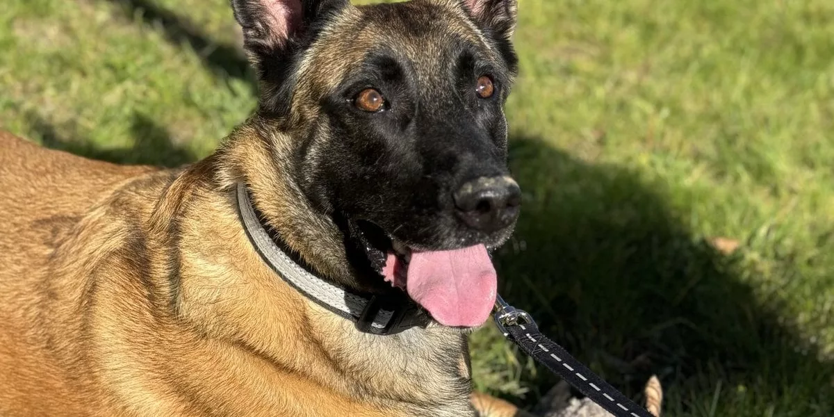 Help UPAWS: Donate Now for Injured Belgian Malinois, Chase