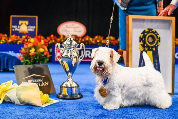 “Best in Show” at 2023 National Dog Show Awarded to Chester County Puppy