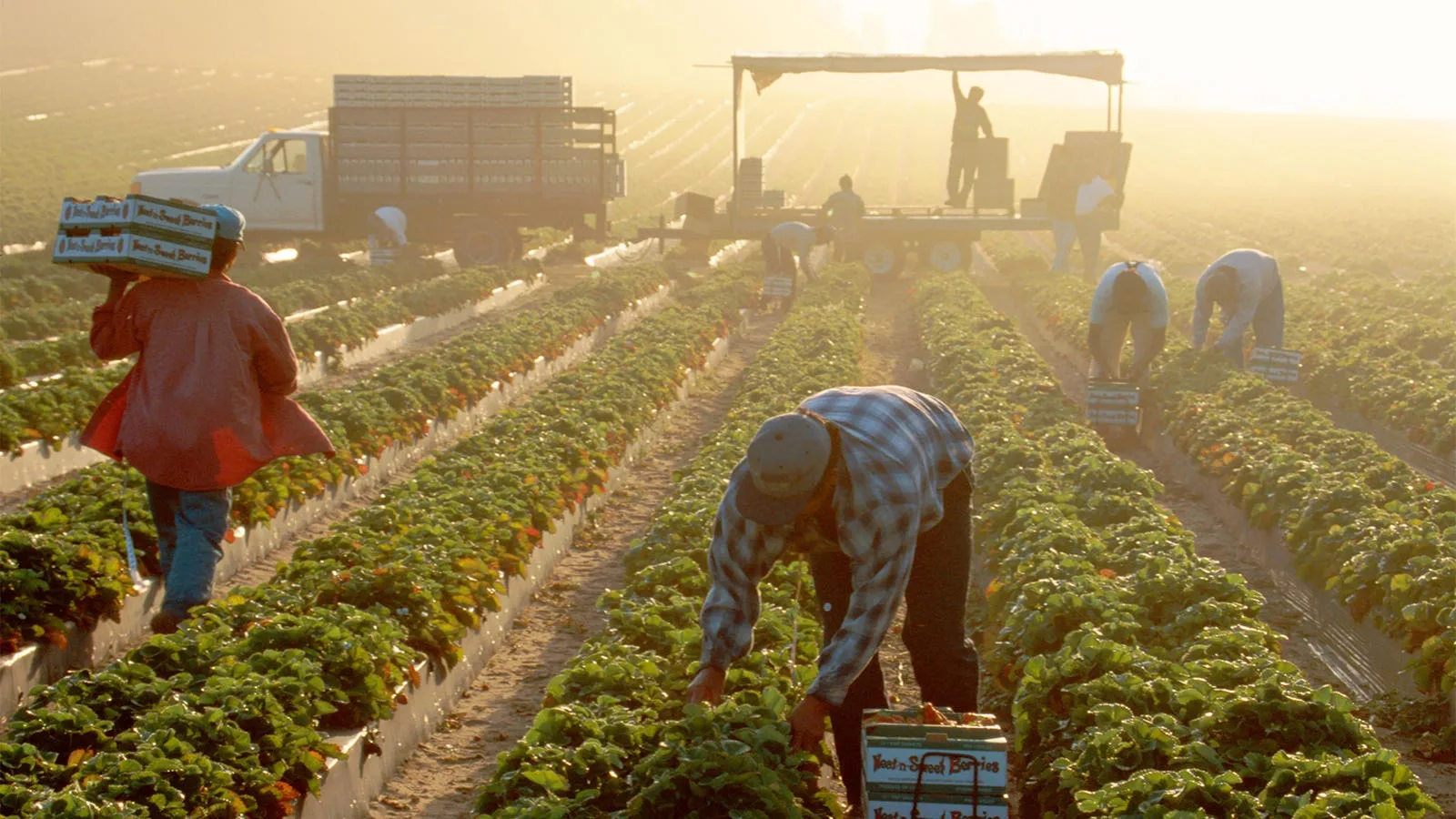 Urgent: Protect Farmworkers from Heat-Related Hazards