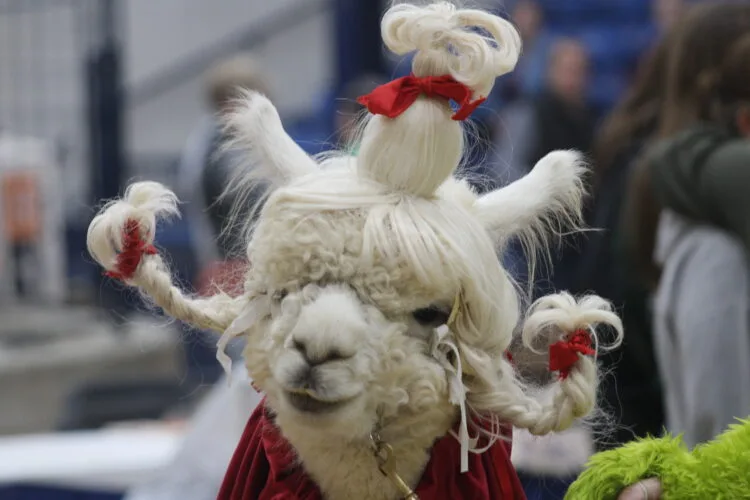 News, Sports, Jobs: Pennsylvania Farm Show Concludes on Saturday with Best of Show