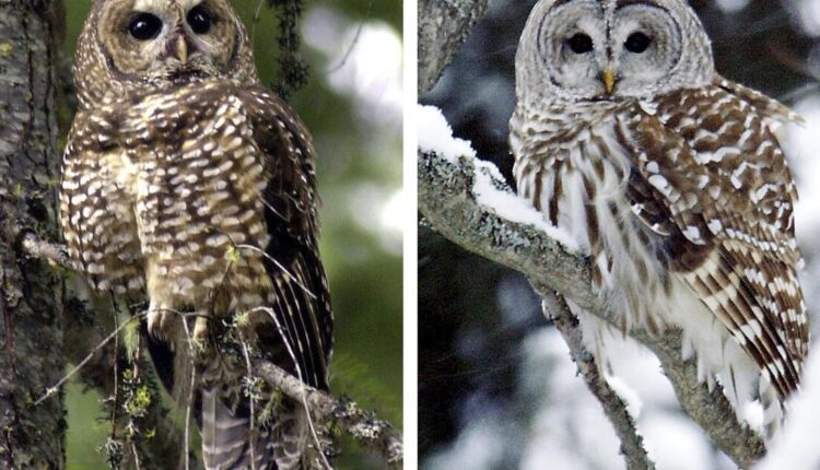 A plan to shoot 450K owls, to save a different owl, could be in jeopardy