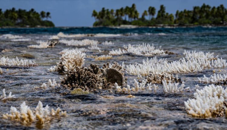 Acropora corals stick out of the water during low tide on Nov. 27, 2021, in Tatakoto, French Polynesia. Credit: Alexis Rosenfeld/Getty Images
